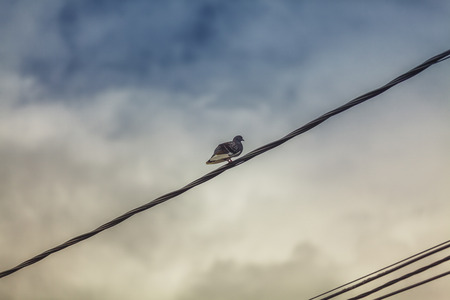 Bird On a Wireの写真素材