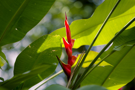 Caribbean Vegetationの写真素材