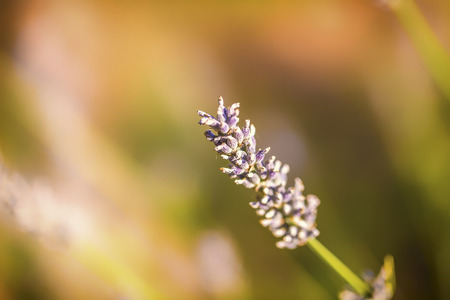 Summer grass blossomの写真素材