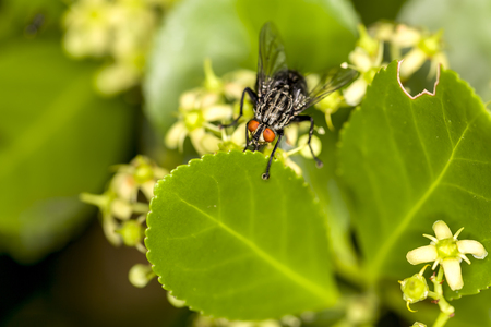 Fly on the flowerの写真素材