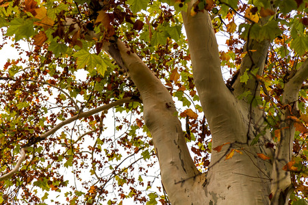 Magnificent White treeの写真素材