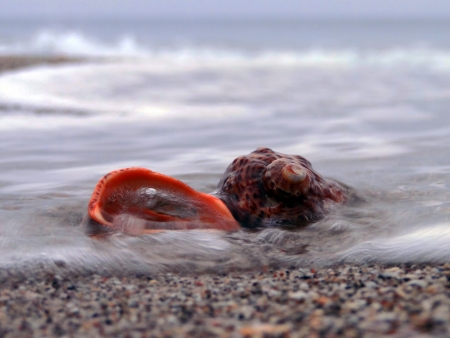 beautiful shells on the beach, waves                       