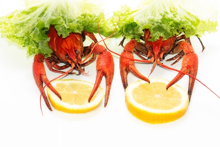 Delicious cooked crayfishes served with green salad leaves isolated on white backgroundの写真素材
