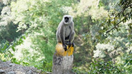 White langur or Hanuman langur on a milestone