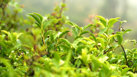 tea leaves in the morning mist, Chiang Rai, Thailandの写真素材