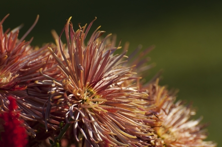 Flower petals with blurred backgroundの写真素材