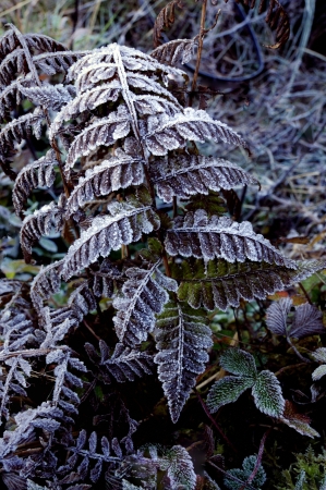 Snowfall on leaves, in a winter morning at Dzuluk, Sikkimの写真素材