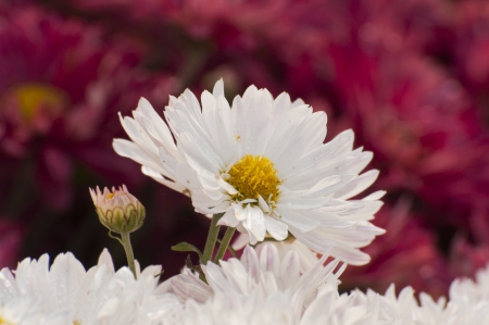 White flower petalsの写真素材