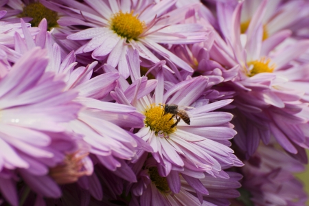 Honey bee collecting nectar from Pink flowersの写真素材