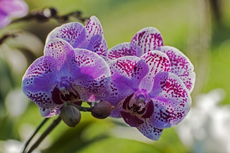Pink Orchid flowers with bright backgroundの写真素材
