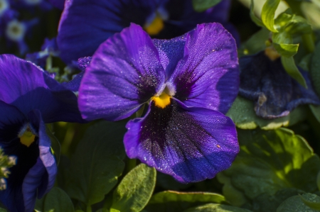 Violet Flower petals with dew dropsの写真素材