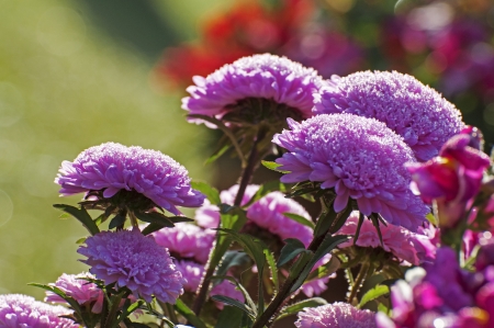 Pink flowers and flower petals with dew dropsの写真素材