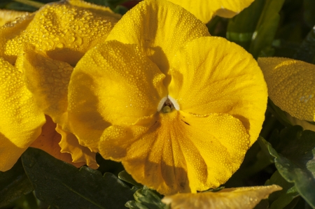 Yellow flower petals with dew dropsの写真素材