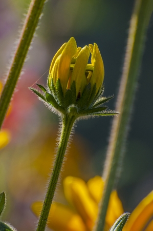 Yellow flower budの写真素材