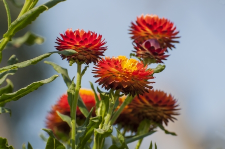 Red flowers in blue backgroundの写真素材