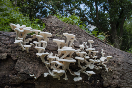 White fungus on wood log with forest background