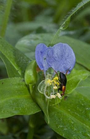 Red cricket bug with a flower, green backgroundの写真素材