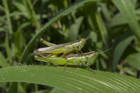 Grasshopper mating on grass leaf, green backgroundの写真素材