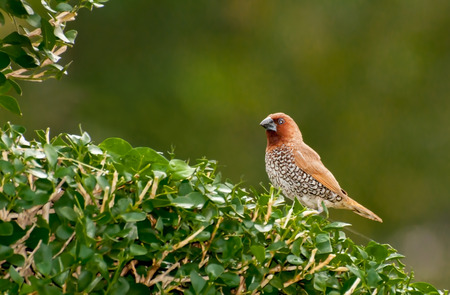 Bird, Scally-breasted Munia  Lonchura punctulata  perching on bushの写真素材
