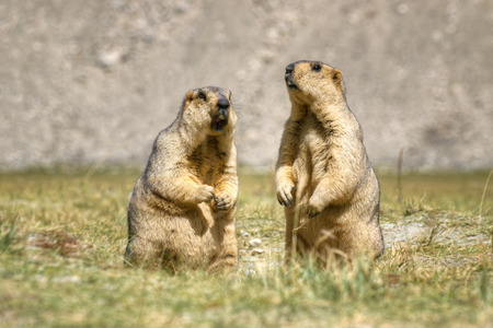 Himalayan marmots (Marmota himalayana), pair standing in open field , ladakh wildlife, Jammu and Kashmir, Indiaの写真素材
