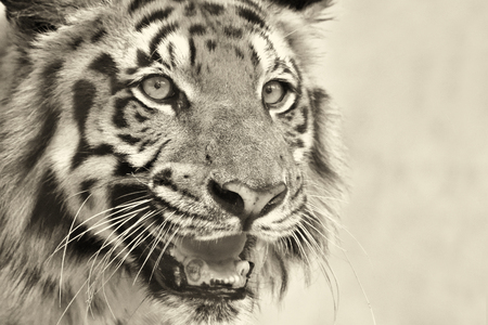 Beautiful angry face of Royal Bengal Tiger , Panthera Tigris, West Bengal, India - tinted image . It is largest cat species and endangered , only found in Sundarban mangrove forest of India and Bangladesh.の写真素材