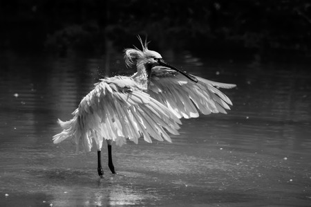 Spoonbill (Platalea leucorodia) in water and splashing water drops around, Kolkata, West Bengal, India. Black and white image.の写真素材