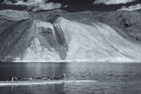 Mountains and Pangong tso (Lake). It is huge lake in Ladakh, with snow peaks and blue sky in background, it extends from India to Tibet. Leh, Ladakh, Jammu and Kashmir, India. Black and white image.の写真素材