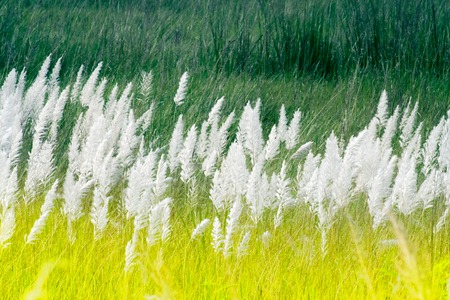 Kans grass , Saccharum spontaneum, dark green backgound, Kolkata, West Bengal, India - welcoming autumn in the city.の写真素材