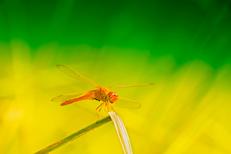 Red dragonfly sitting, green and yellow bright natural background, Kolkata, West Bengal, Indiaの写真素材