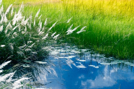 Kans grass , Saccharum spontaneum and water reflection of sky, Kolkata, West Bengal, India - welcoming autumn in the city.の写真素材