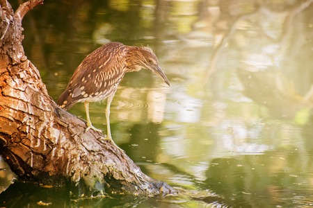 Indian pond heron or paddybird, Ardeola grayii, a small heron,perching on tree beside water. It is found in southern Iran, east Pakistan, India, Burma, Bangladesh and Sri Lanka. Kolkata, West Bengal , Indiaの写真素材