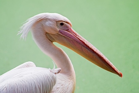 Portratit of a Pelicans, Rosy Pelican, Pelicanus onocrotalus, a genus of large water birds of Pelecanidae family, Kolkata, West Bengal, Indiaの写真素材