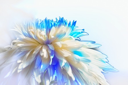 Artistic flower image, off white dahlia flower petals with white back ground, nature stock photographの写真素材