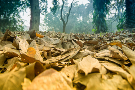 Dry leaves lying still on ground in forest, beautiful winter morning scene. Perspective of fading...