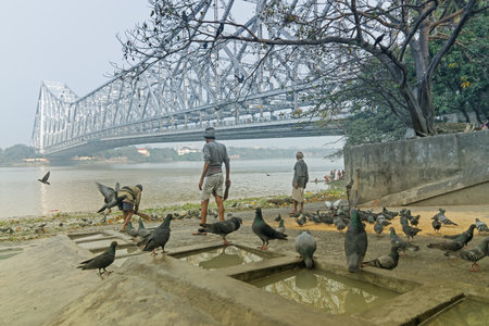 KOLKATA, WEST BENGAL / INDIA - FEBRUARY 13TH : Pigeons bathing and drinking water at Mallik Ghat or Jagannath ghat flower market in Kolkata , on 13.02.16. It is one of Biggest flower markets in Asia.のeditorial素材