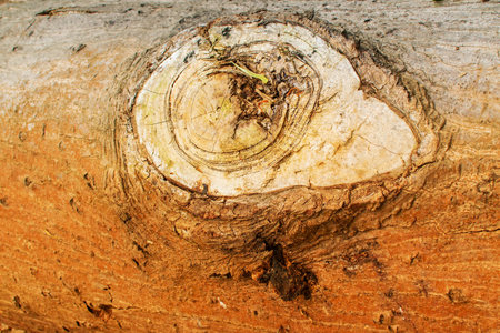 wooden log, close up of a cut tree in a jungle, nature imageのeditorial素材