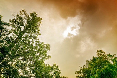 Trees with dramatic sky in the background. Beautiful nature image.の写真素材