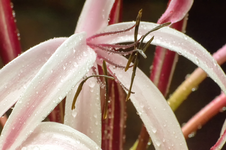 Beautiful image of rain drops on Lily flower petals, artistic nature stock imageの写真素材
