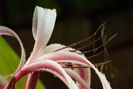 Beautiful image of rain drops on Lily flower petals, artistic nature stock imageの写真素材