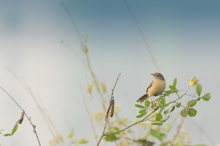 Paddyfield Pipit -Anthus novacseelandiae, sitting on tree, bird image with copyspace