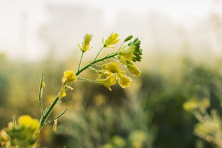 Winter morning - dew drops on mustard plants and sun rising in the background. Rural Indian stock image.の写真素材
