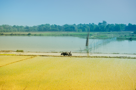 Beautiful rural landscape of Paddy field with river and blue sky in the background. A man ploughing agricultural field with cows, Kolkata, West Bengal, Indiaの写真素材