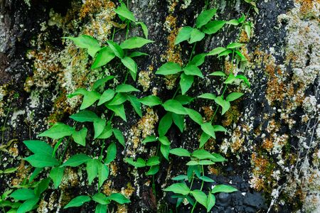 Green leaves growing up across a tree trunk. Nature abstract stock image.の写真素材