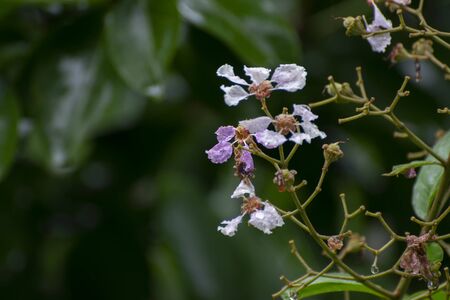 White flowers with dark green nature background, Howrah, West Bengal, India