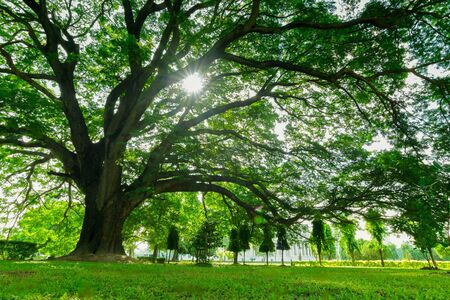 Sunrays passing through tree leaves and falling on green grass in the foreground, morning at...