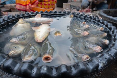 Alive fishes for sale, swimming in a bowl and coming up to surface of water. Image shot from the top, Territy Bazar, Kolkata, West Bengal, India.の写真素材