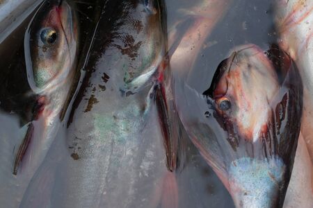 Alive fishes for sale, swimming in a bowl and coming up to surface of water. Image shot from the...