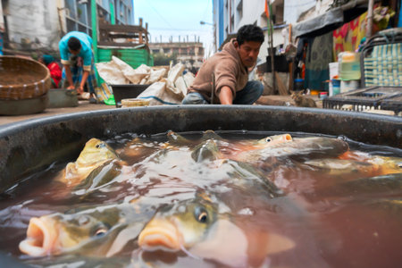 Kolkata, West Bengal, India - 16th December 2018 : Alive fishes for sale. Young man selling them in a fish market in Territy Bazar, Kolkata.のeditorial素材