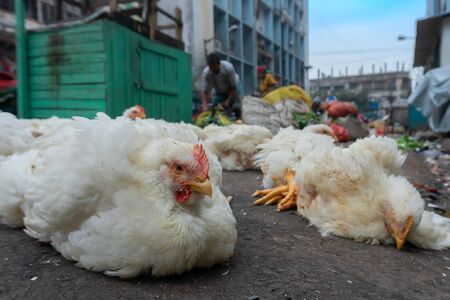 Chickens for sale at roadside, Territy bazar, Kolkata, West Bengal, India.の写真素材