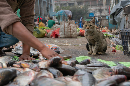Kolkata, West Bengal, India - 16th December 2018 : Fishes put on road for sale. A hungry cat is looking for a chance to pick one up, in a fish market in Territy Bazar, Kolkata.のeditorial素材